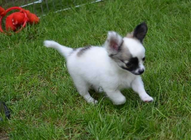 Chihuahua Welpen mit FCI Stammbaum